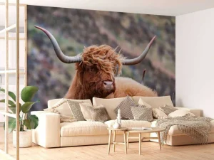 Online Schotse Hooglander van dichtbij fotobehang Dieren