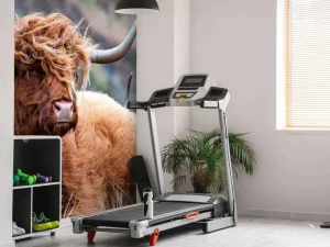 Online Schotse Hooglander van dichtbij fotobehang Dieren