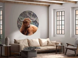 Online Schotse Hooglander van dichtbij fotobehang Dieren