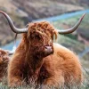 Online Schotse Hooglanders in het gras fotobehang Dieren