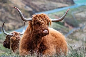 Online Schotse Hooglanders in het gras fotobehang Dieren