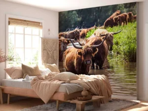 Online Schotse Hooglanders in het water fotobehang Dieren
