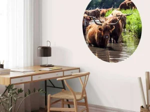 Online Schotse Hooglanders in het water fotobehang Dieren