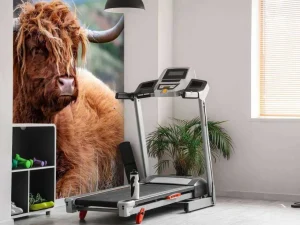 Online Schotse Hooglanders in het gras fotobehang Dieren