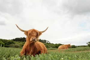 Outlet Schotse Hooglanders op het gras fotobehang Dieren