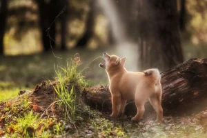 Best Shiba Inu in het bos fotobehang Tienerkamer | Dieren