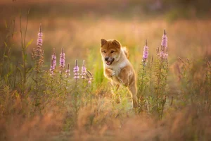 New Shiba Inu in het veld fotobehang Dieren