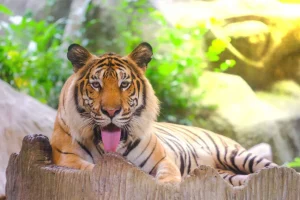 Best Siberische Tijger steekt tong uit fotobehang Dieren
