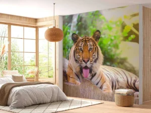 Best Siberische Tijger steekt tong uit fotobehang Dieren