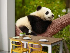 Outlet Slapende panda in een boom fotobehang Dieren