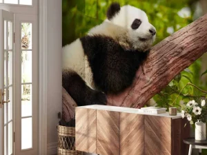 Outlet Slapende panda in een boom fotobehang Dieren