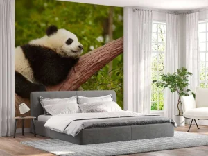 Outlet Slapende panda in een boom fotobehang Dieren
