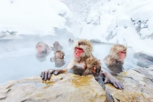Discount Sneeuwapen genieten van het warme water fotobehang Dieren