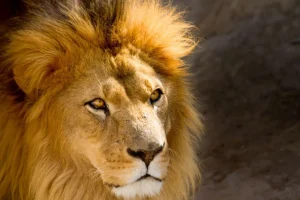 Online Starende Leeuw Close-Up fotobehang Dieren
