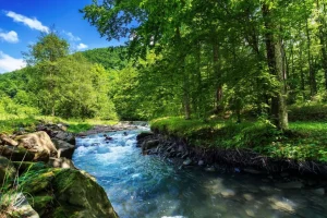 Outlet Stromende Rivier in het Bos in Zomer fotobehang Bloemen