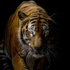 New Tijger met een zwarte achtergrond fotobehang Dieren