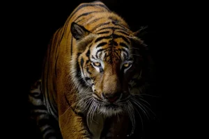 New Tijger met een zwarte achtergrond fotobehang Dieren