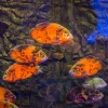 Online Tropische vissen en algen fotobehang Dieren