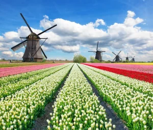 Outlet Tulpenveld onder een bewolkte hemel fotobehang Steden | Architectuur