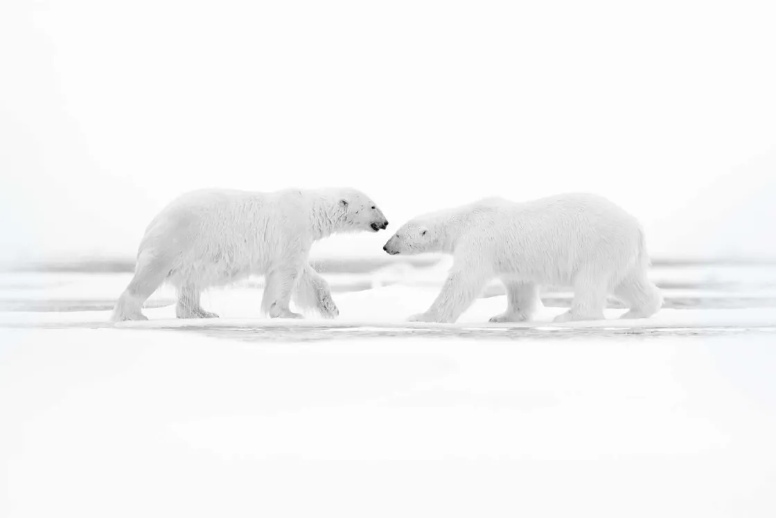 twee_grote_ijsberen_met_e_0.webp Online Twee grote ijsberen met een witte achtergrond fotobehang Dieren