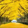 Sale Twee rijen van gele ginkgobomen in de herfst fotobehang Bloemen