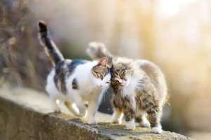 Fashion Twee schattige katjes fotobehang Kinderkamer | Dieren