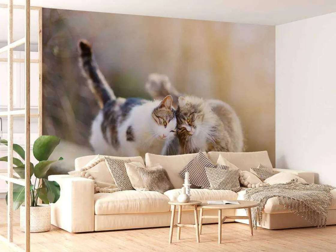 twee_schattige_katjes_fot_10.webp Fashion Twee schattige katjes fotobehang Kinderkamer | Dieren