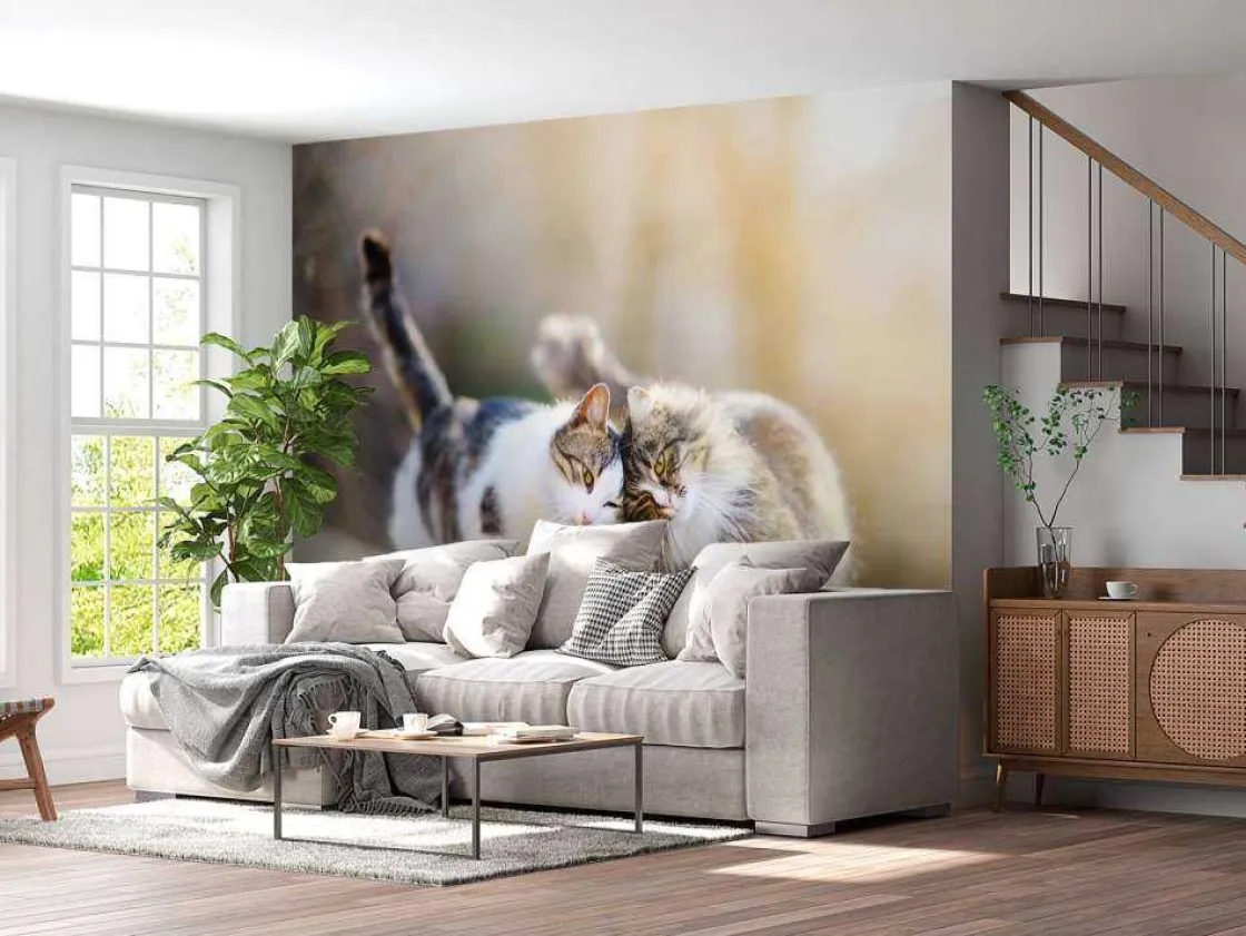 twee_schattige_katjes_fot_2.webp Fashion Twee schattige katjes fotobehang Kinderkamer | Dieren