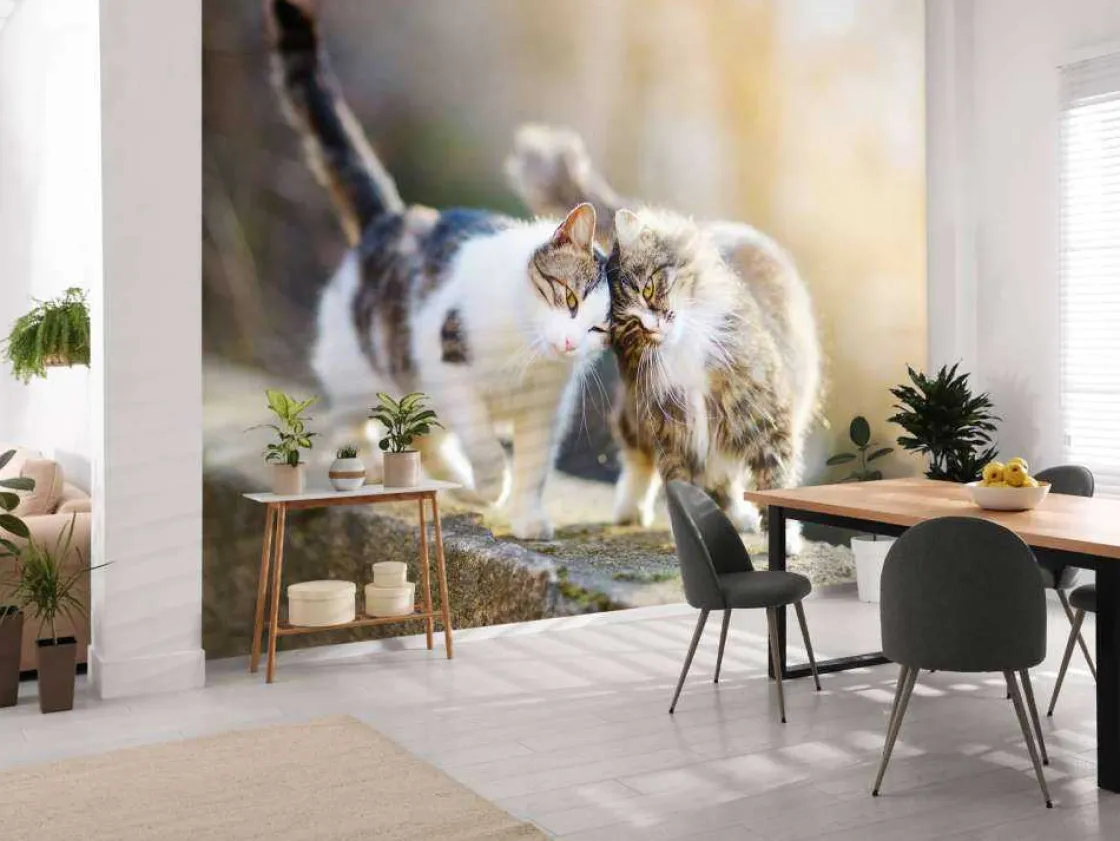 twee_schattige_katjes_fot_3.webp Fashion Twee schattige katjes fotobehang Kinderkamer | Dieren