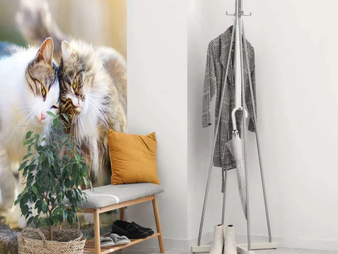twee_schattige_katjes_fot_4.webp Fashion Twee schattige katjes fotobehang Kinderkamer | Dieren