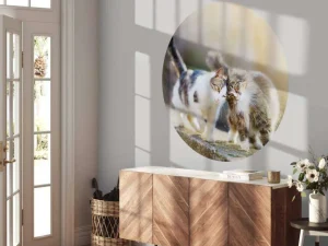 Fashion Twee schattige katjes fotobehang Kinderkamer | Dieren