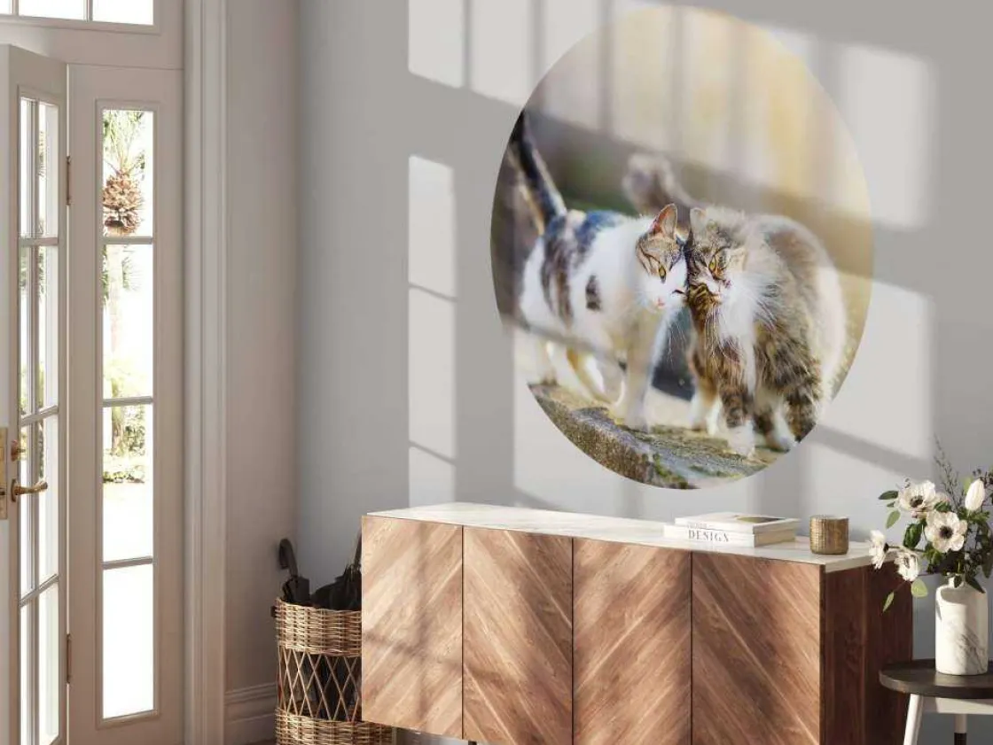 twee_schattige_katjes_fot_5.webp Fashion Twee schattige katjes fotobehang Kinderkamer | Dieren