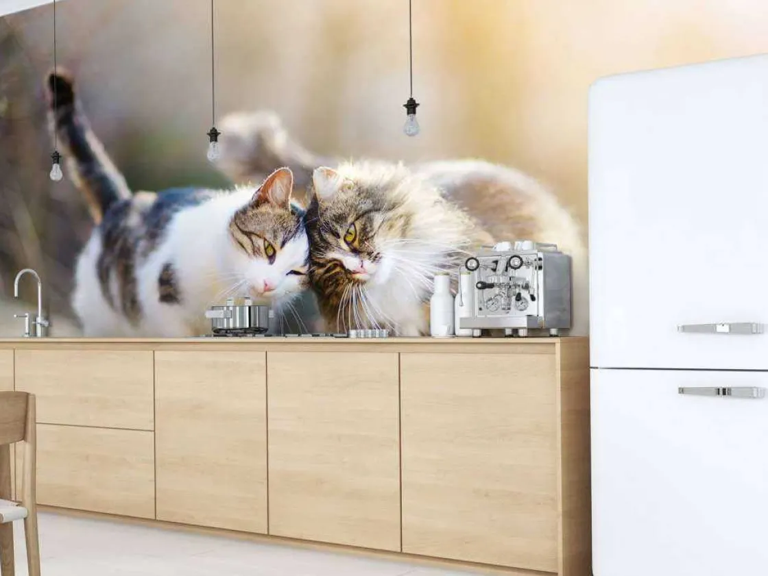 twee_schattige_katjes_fot_6.webp Fashion Twee schattige katjes fotobehang Kinderkamer | Dieren