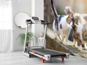 Fashion Twee schattige katjes fotobehang Kinderkamer | Dieren