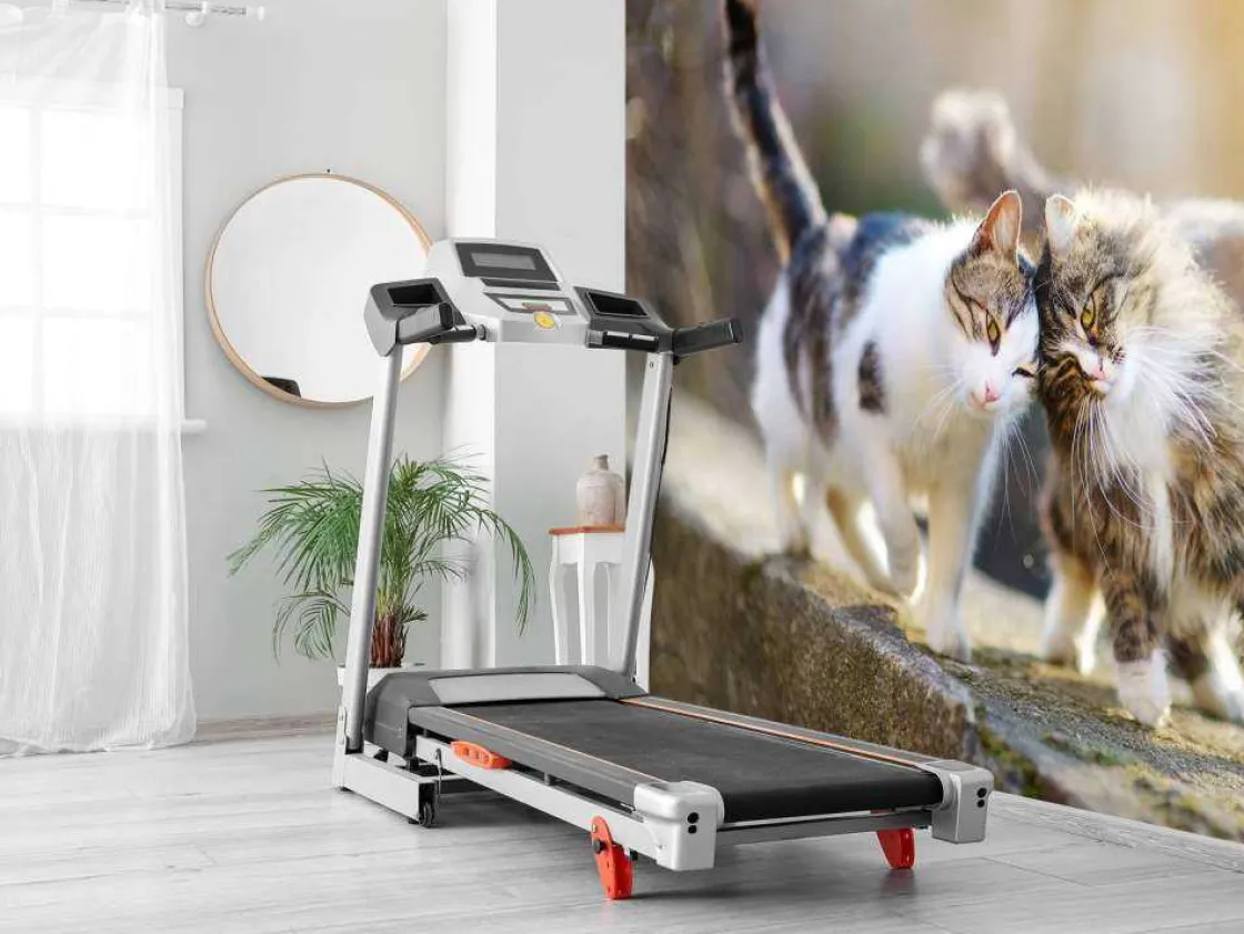 twee_schattige_katjes_fot_7.webp Fashion Twee schattige katjes fotobehang Kinderkamer | Dieren