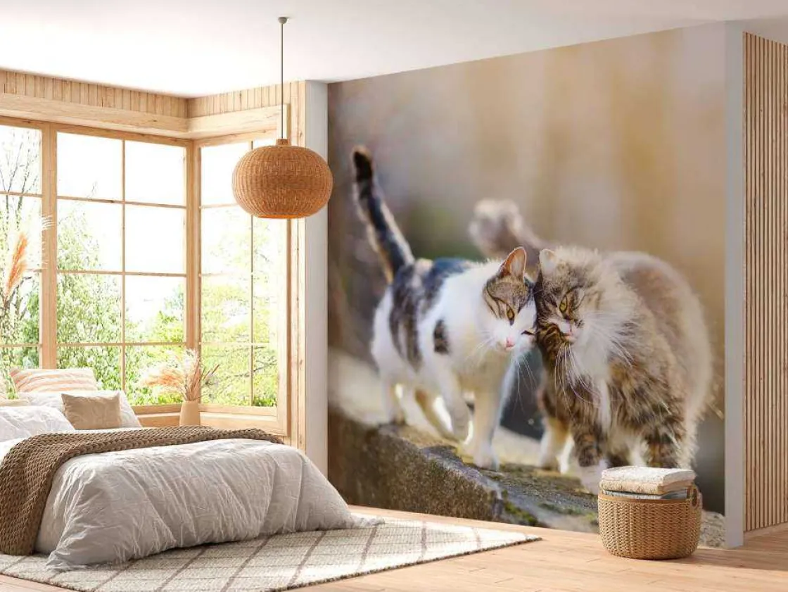 twee_schattige_katjes_fot_9.webp Fashion Twee schattige katjes fotobehang Kinderkamer | Dieren