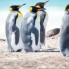 Sale Vier pinguïns verkennen de Noordpool fotobehang Tienerkamer | Dieren