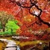 Clearance Vijver met een overhangende rode Japanse esdoorn fotobehang Bloemen