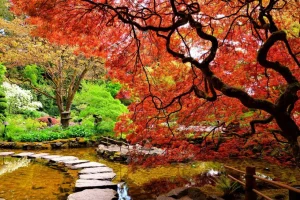 Clearance Vijver met een overhangende rode Japanse esdoorn fotobehang Bloemen