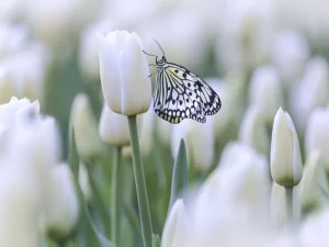 New Vlinder op een witte tulp fotobehang Dieren | Bloemen