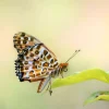 Online Vlinder op Plant fotobehang Dieren