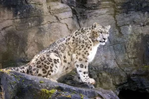 Discount Volwassen sneeuwluipaard op een rots fotobehang Dieren
