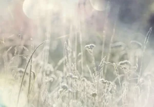 Clearance Weide planten in de zon met een wazige achtergrond fotobehang Slaapkamer | Bloemen