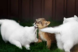 Best Welpje speelt met Zwitserse witte herders fotobehang Dieren