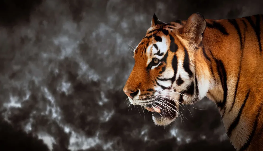 wilde_tijger_op_zoek_naar_0.webp Clearance Wilde Tijger op zoek naar prooi fotobehang Dieren