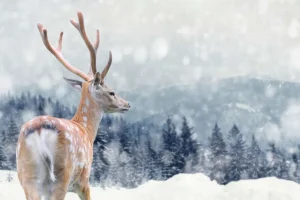 Fashion Winter Hert met Groen bos achtergrond fotobehang Dieren