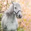 Outlet Wit Paard met Bloesem in Lente fotobehang Bloemen