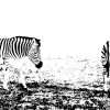 Outlet Zebra's in de weide design fotobehang Dieren