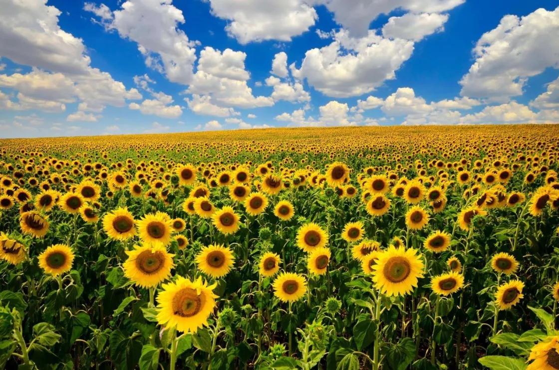 zonnebloemveld_onder_een__0.webp Sale Zonnebloemveld onder een heldere lucht fotobehang Bloemen