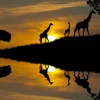 Outlet Zonsondergang in een tropisch gebied fotobehang Dieren